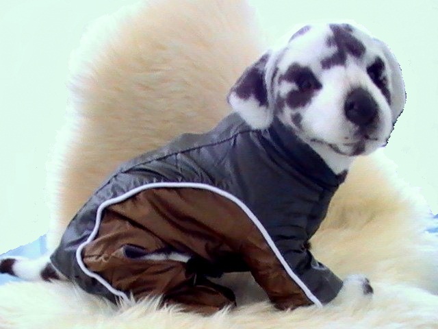 veste-de-ski-marron-grise-pour-petit-chien