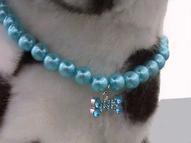 bijoux-perles-turquoise-pour-chien-1barrette-pour-chien-001