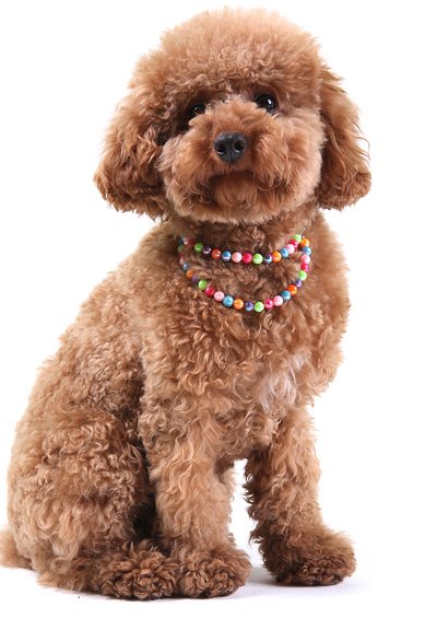 collier-de-perles-multicolores-pour-chien-6