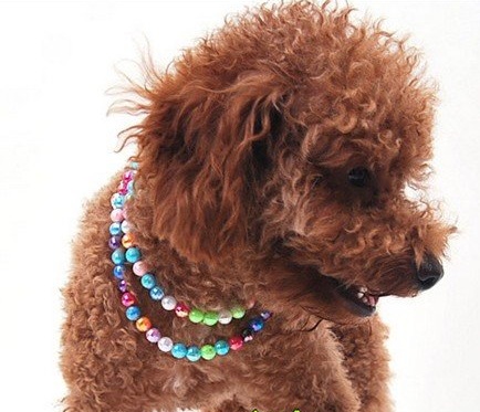 collier-de-perles-multicolores-pour-chien-7