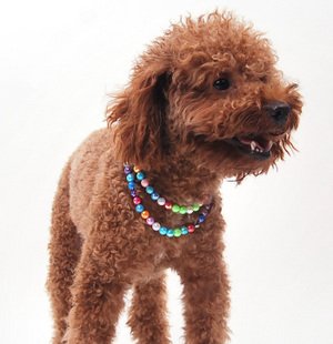 collier-de-perles-multicolores-pour-chien-5
