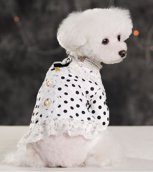robe-blanche-a-pois-pour-chiens-2