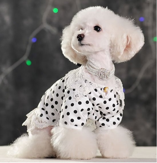robe-blanche-a-pois-pour-chiens-1