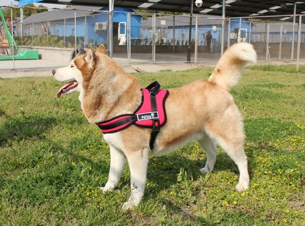 harnais-pour-chien-rouge-avec-poignee-1