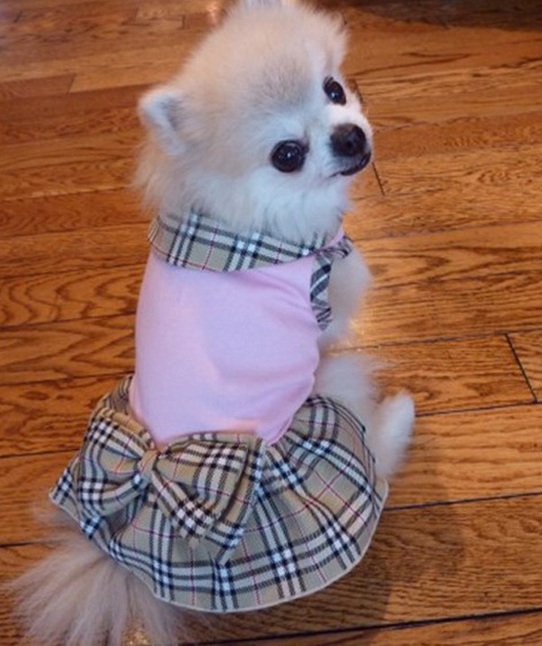 robe pour chien rose style burberry