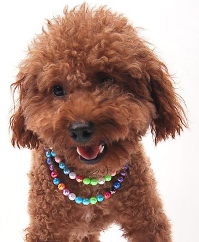 bijou pour chien fait de perles multicolores 1