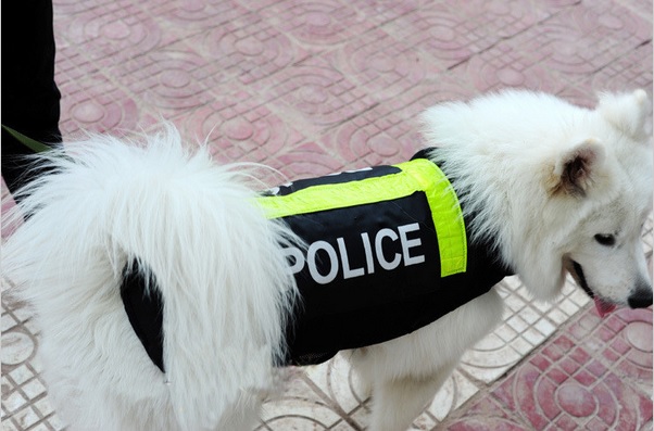 gilet de securite police pour chien2