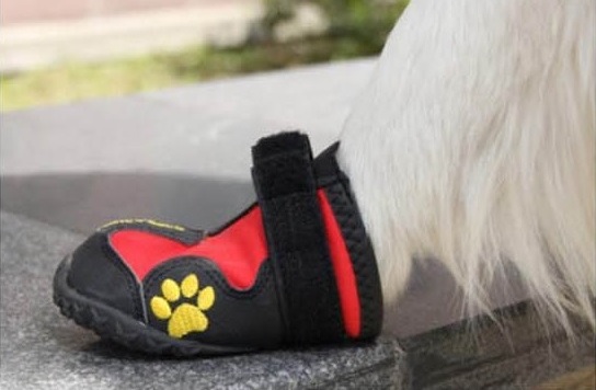 chaussure de sport pour chien rouge