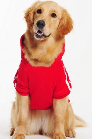 jogging adidog rouge pour chien