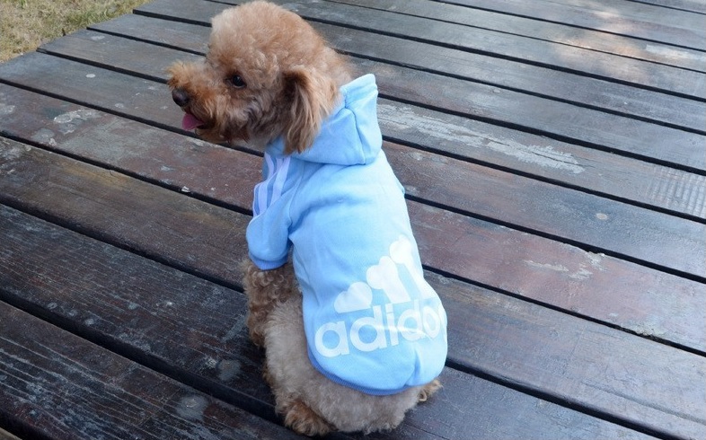 jogging adidog bleu pour chien 2