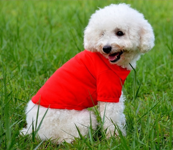 t-shirt pour chien rouge