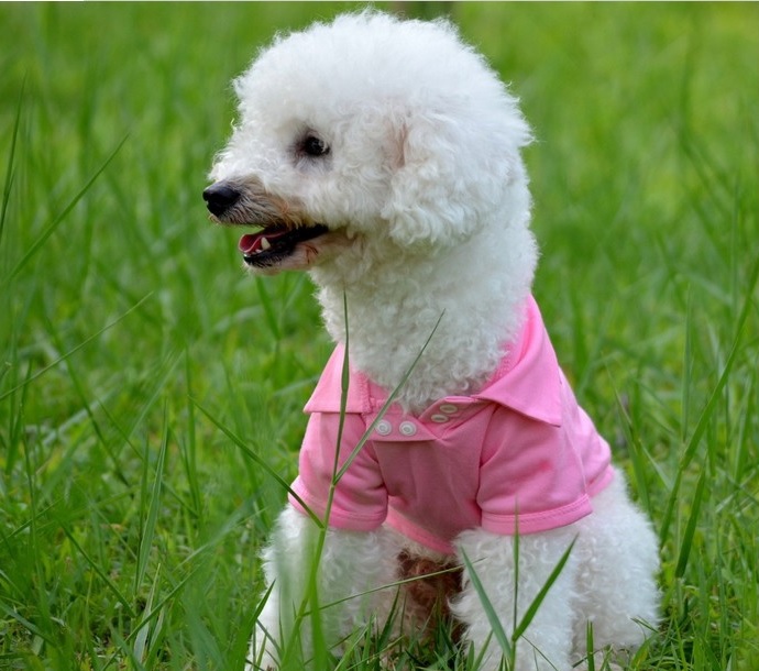 t-shirt pour chien rose