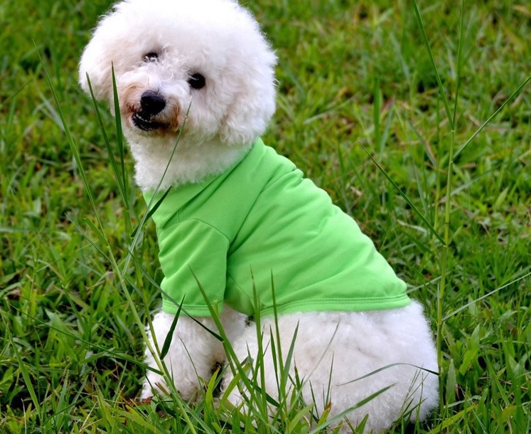 t-shirt pour chien vert fonce 1