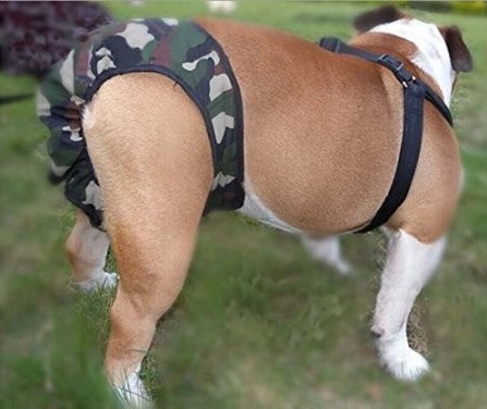 culotte hygiénique camouflage pour grand chien 11