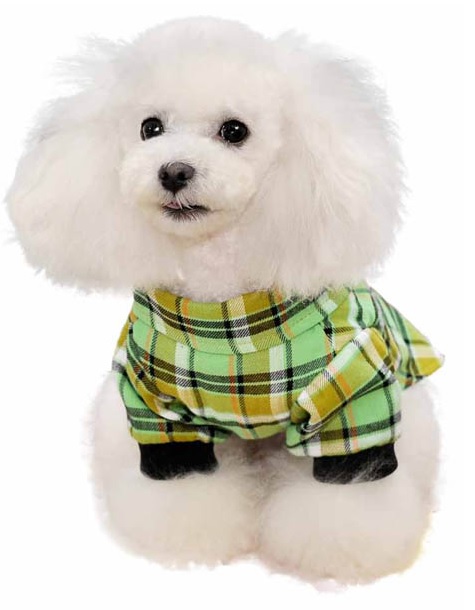 chemise pour chien a carreaux verts