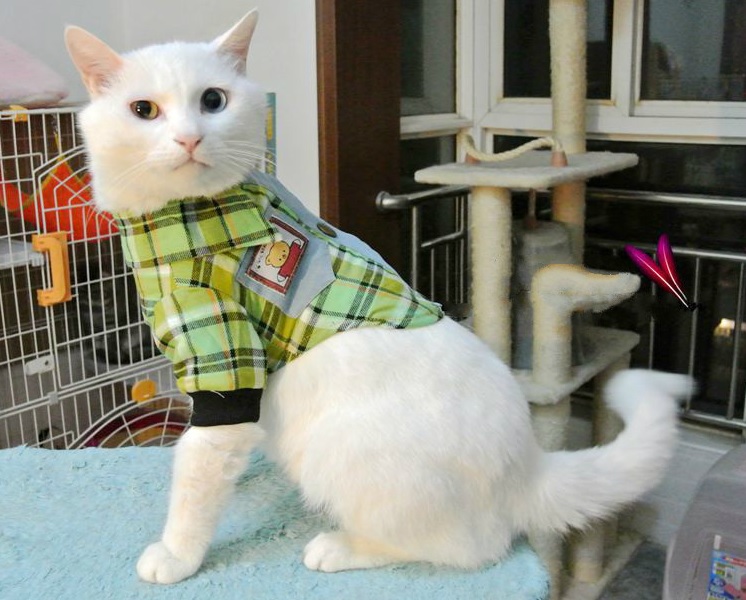 chemise pour chien ou chat a carreaux verts