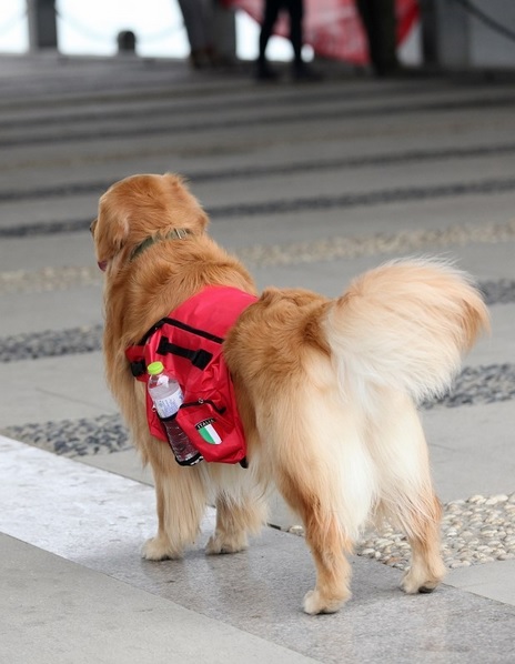 sac a dos rouge pour chien 2