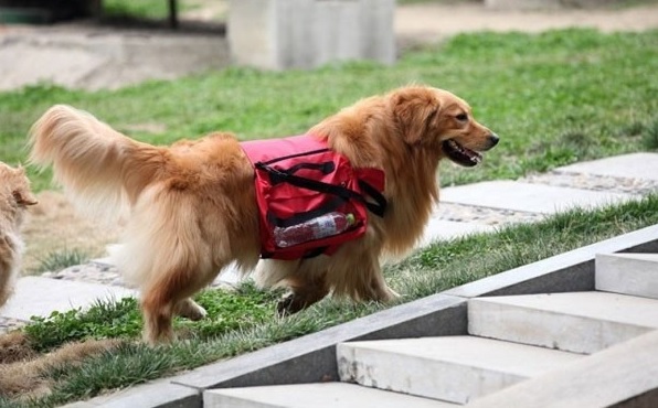 sac a dos rouge pour chien 4