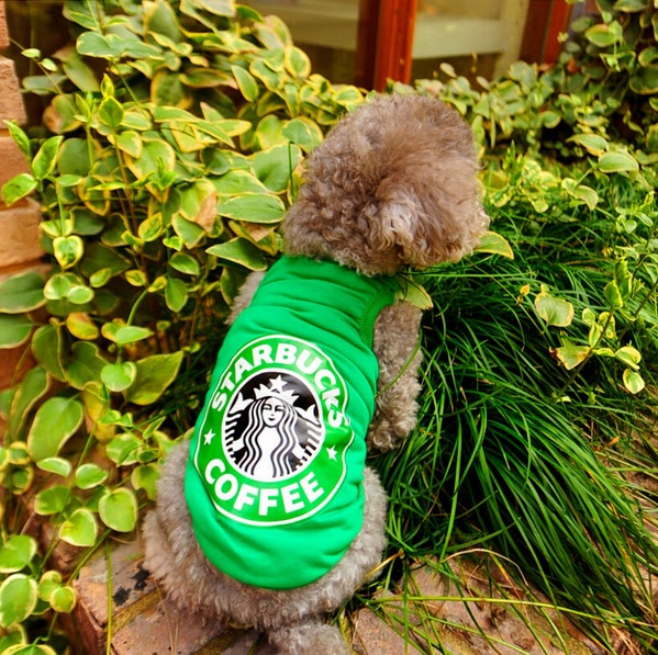 t-shirt café vert pour chien 3