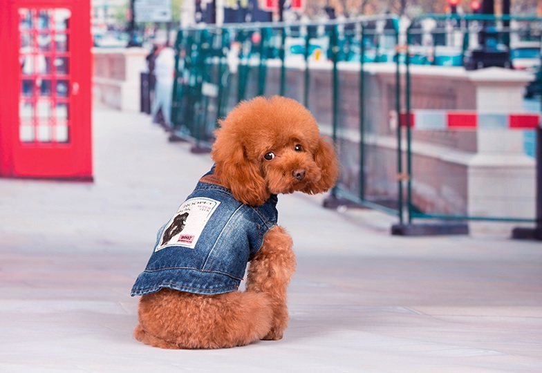 manteau fashion pour chien