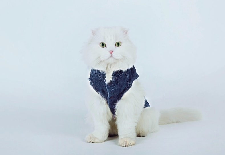 manteau veste en jean hoopet pour chien et chat 1