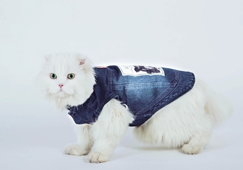 manteau veste en jean hoopet pour chien et chat