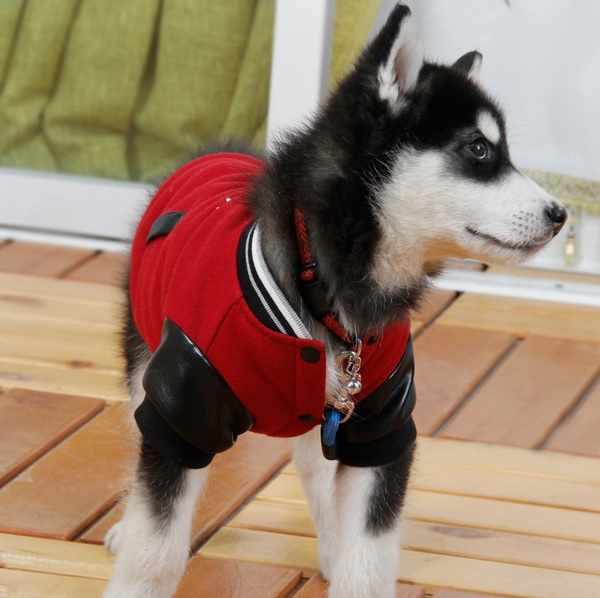 manteau jogging blouson rouge pour chien 6
