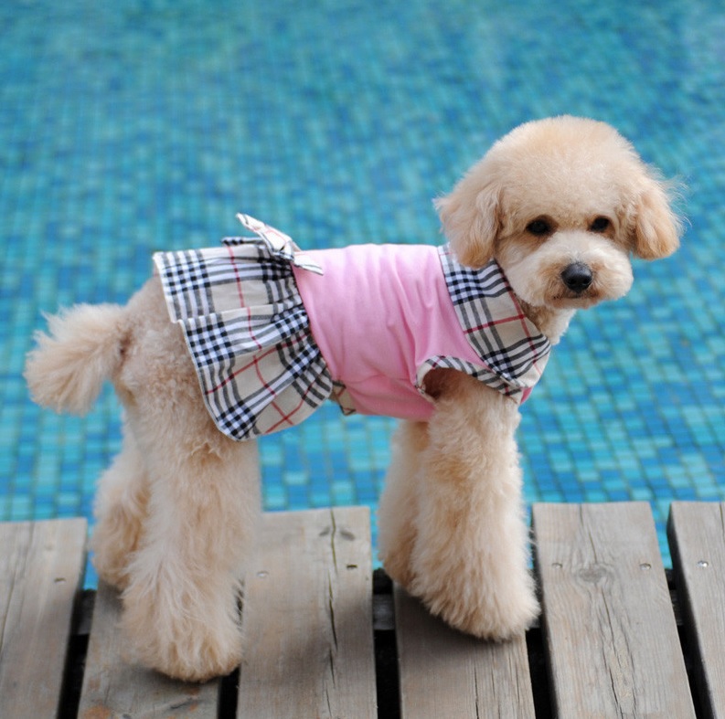 robe rose pour chien