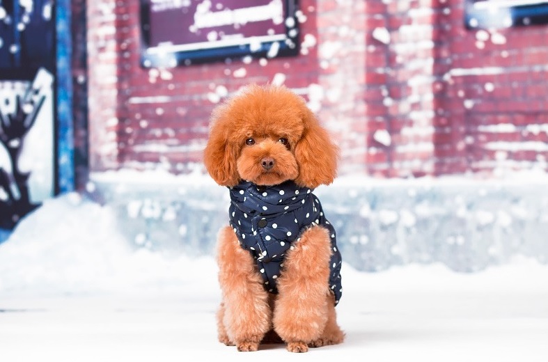 manteau doudoune bleue pour chien face