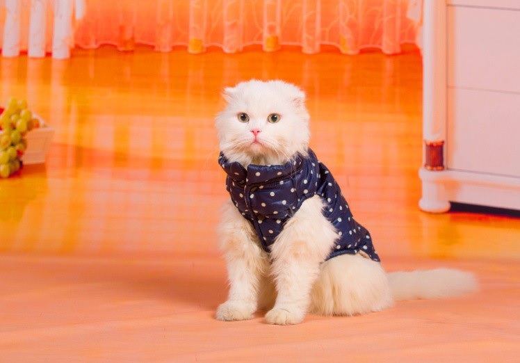 manteau doudoune bleue pour chien ou chat