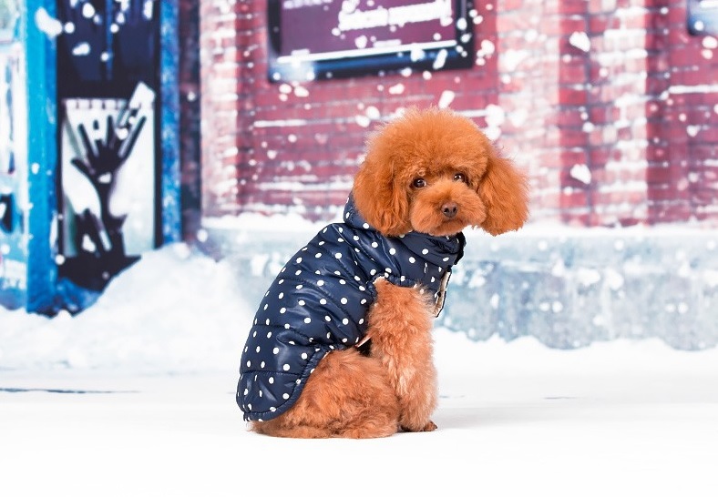 manteau doudoune bleue pour chien profil