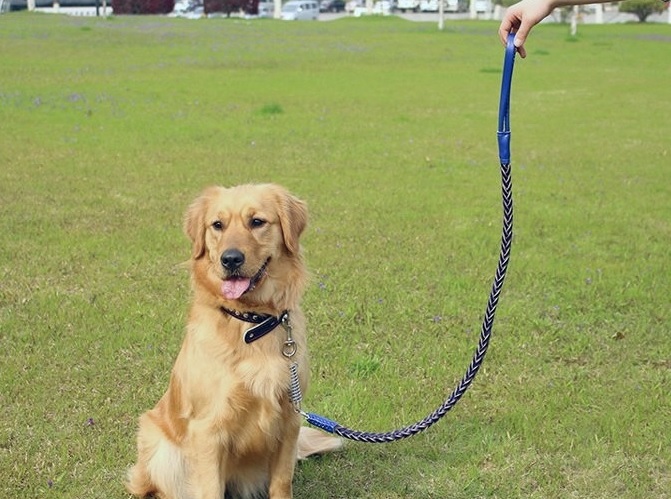 laisse et collier bleu pour chien avec ressort 1