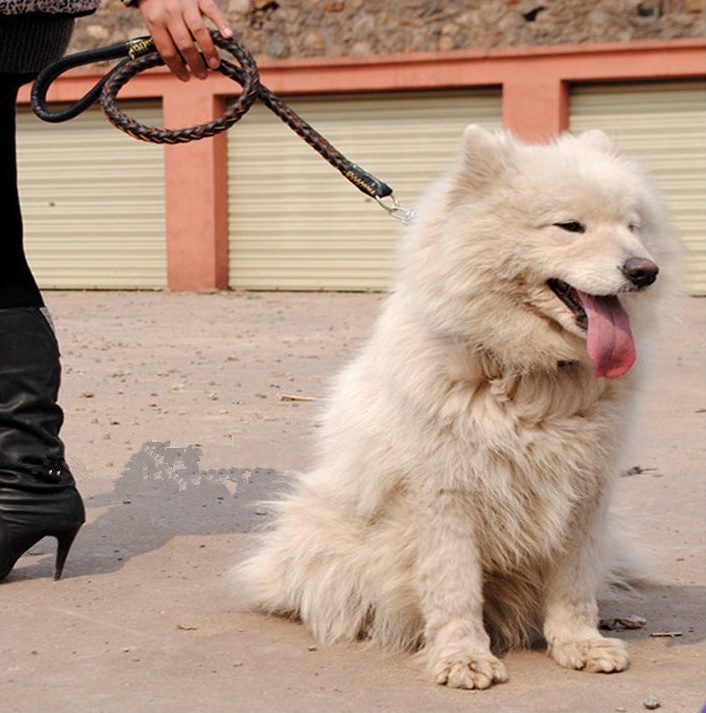 laisse noire pour chien avec ressort 19