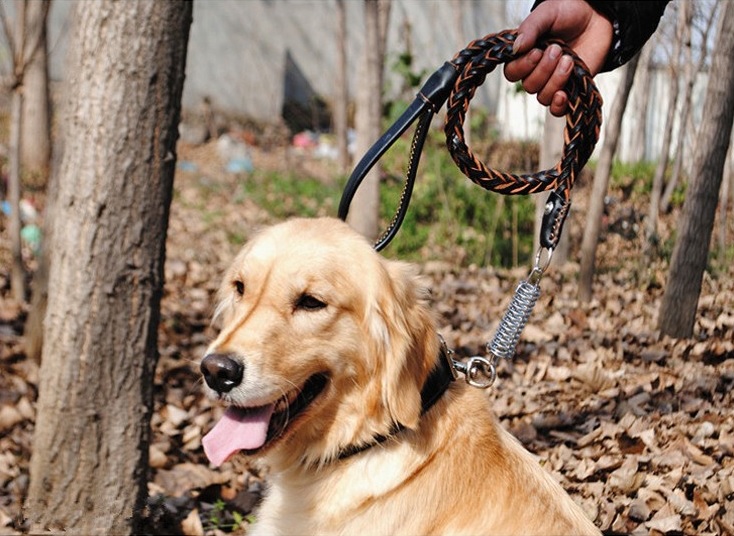 laisse noire pour chien avec ressort10