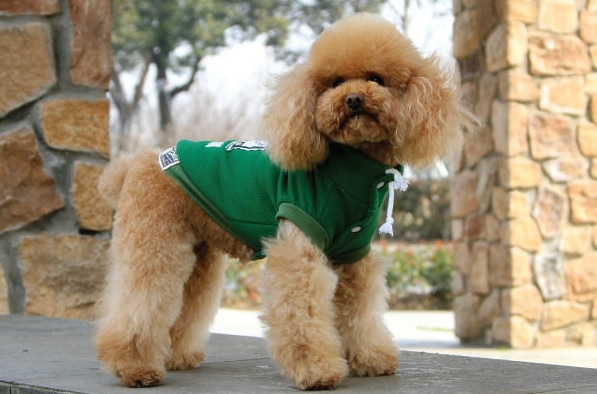 manteau Dobaz vert pour chien