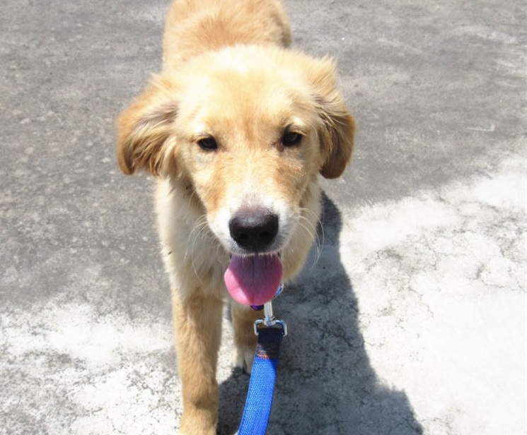 collier et laisse en jean bleu pour chien 5