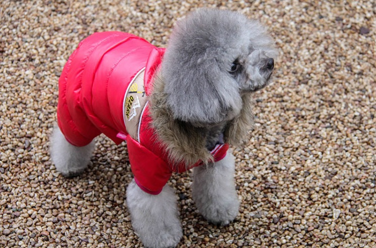 manteau combinaison de ski rouge pour chien 6