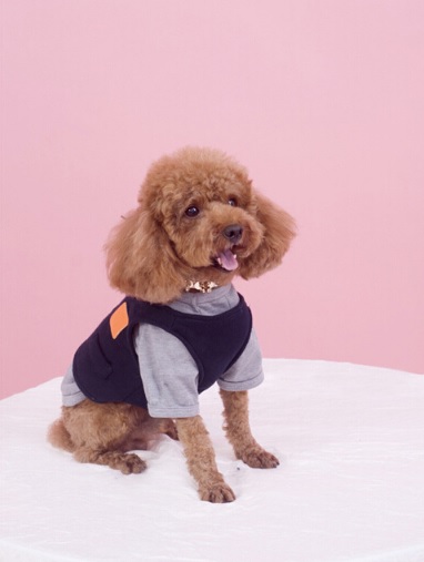 veste et t-shirt pour chien 1