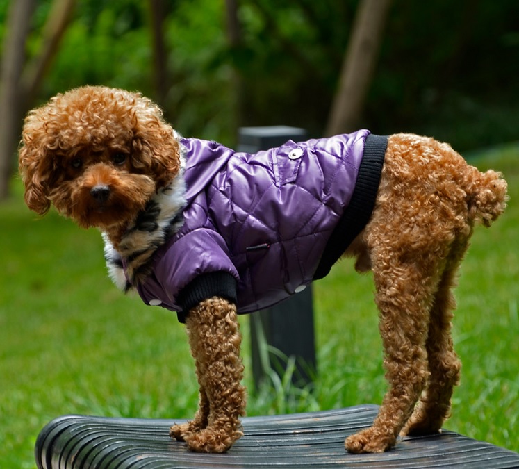 manteau classic parme pour chien 1