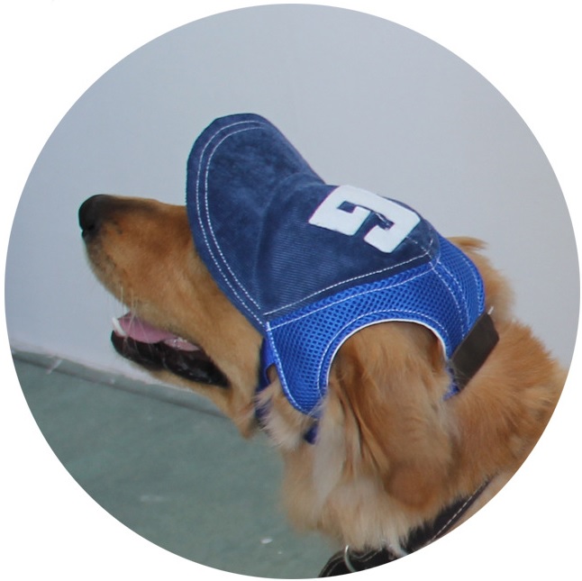 casquette bleue pour grand chien 2