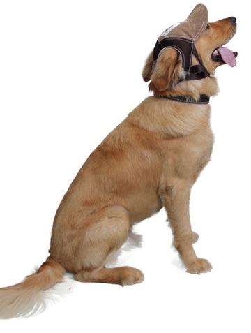 casquette marron pour grand chien 1