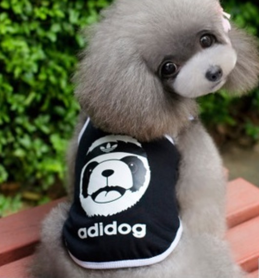 Vetement pour chien discount adidog