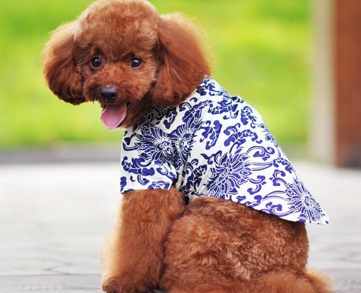 chemise fleur bleue pour chien 5