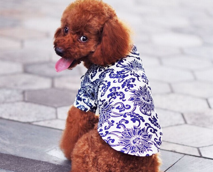 chemise fleur bleue pour chien 6