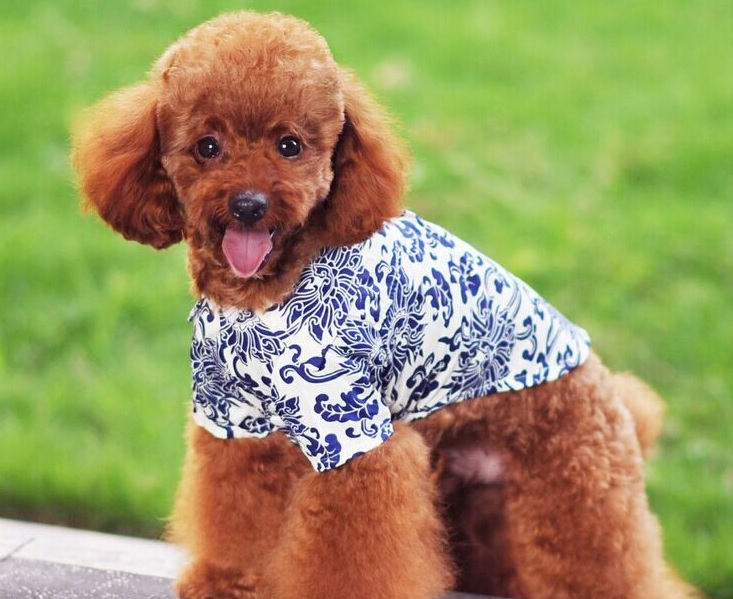 chemise fleur bleue pour chien 7