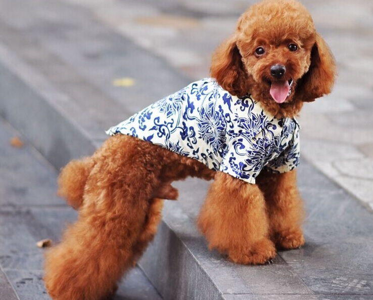 chemise fleur bleue pour chien 8