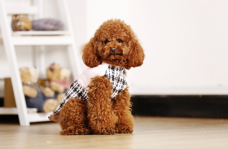 Manteau chaud pour petit chien par Woofit Dogwear - Hariet & Rosie