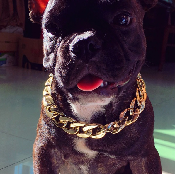 chaîne dorée pour chien