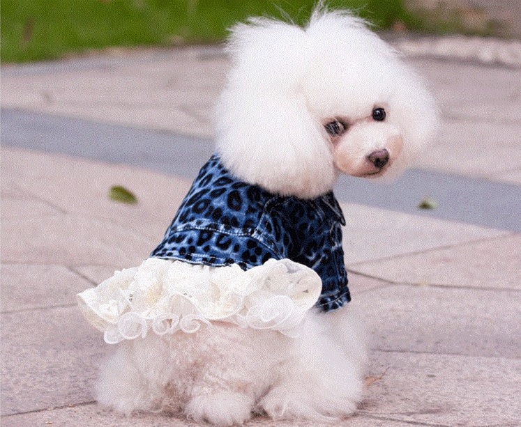 Manteau pour petit chien - Veste en jean Fashion pour chien