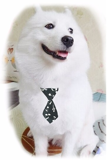 cravate note de musique noire et blanche pour chien